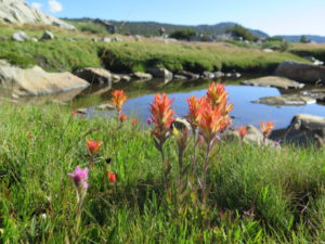 shifting sands featured image - indian paintbrush in front of lake